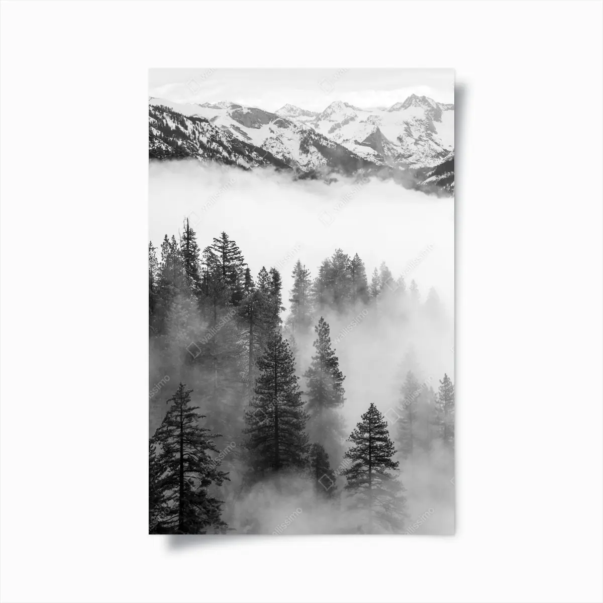 Poster nebliger Giant Forest, Sequoia National Park – Pixers®