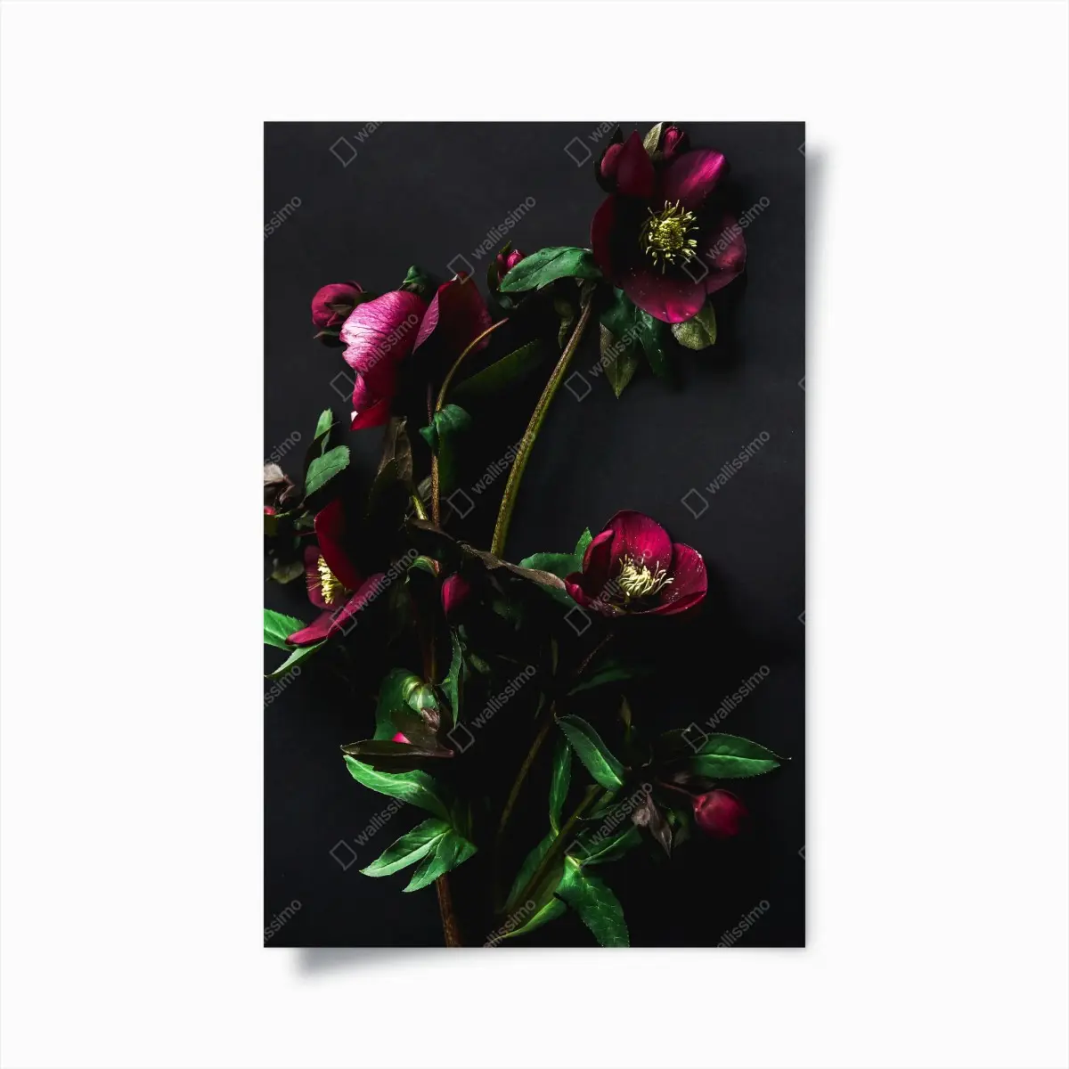 Poster moodige violette blumenstilleben – Pixers®