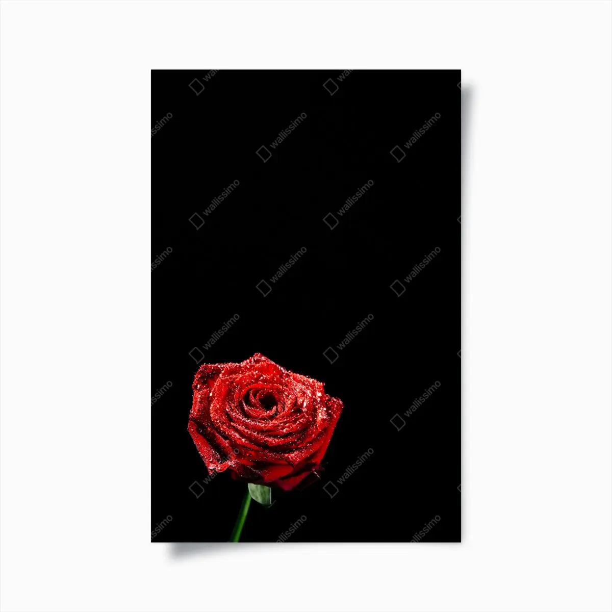 Poster rote rose mit tautröpfchen vor schwarzem hintergrund – Pixers®