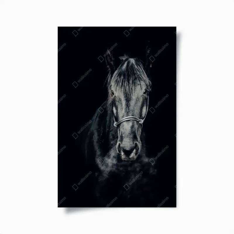 Poster majestätisches schwarzes pferdeporträt