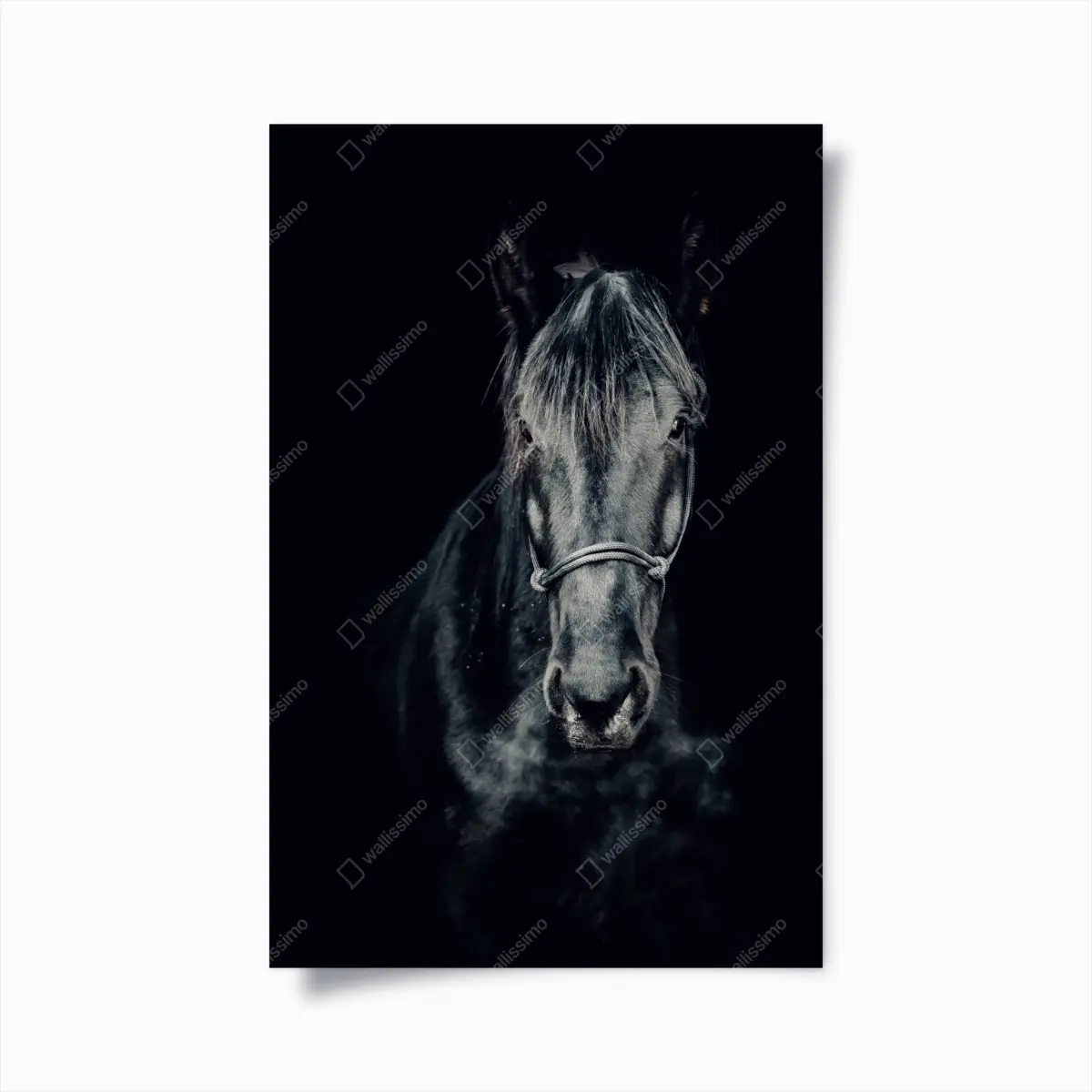 Poster majestätisches schwarzes pferdeporträt – Pixers®