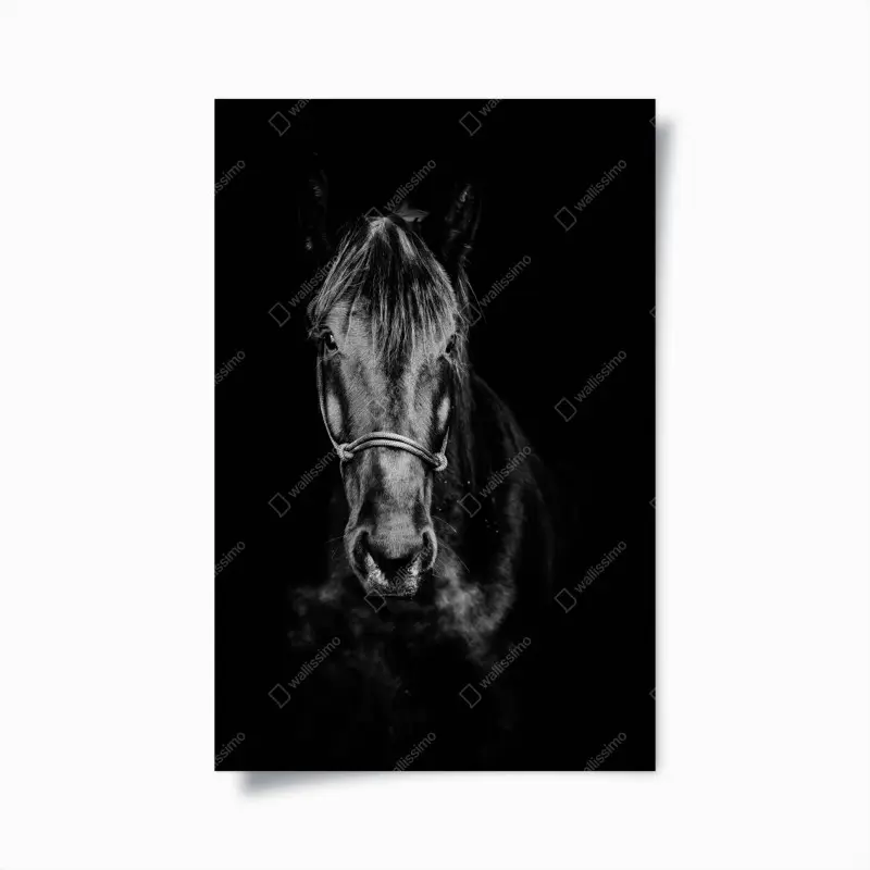 Poster dramatisches pferdeporträt in monochrom