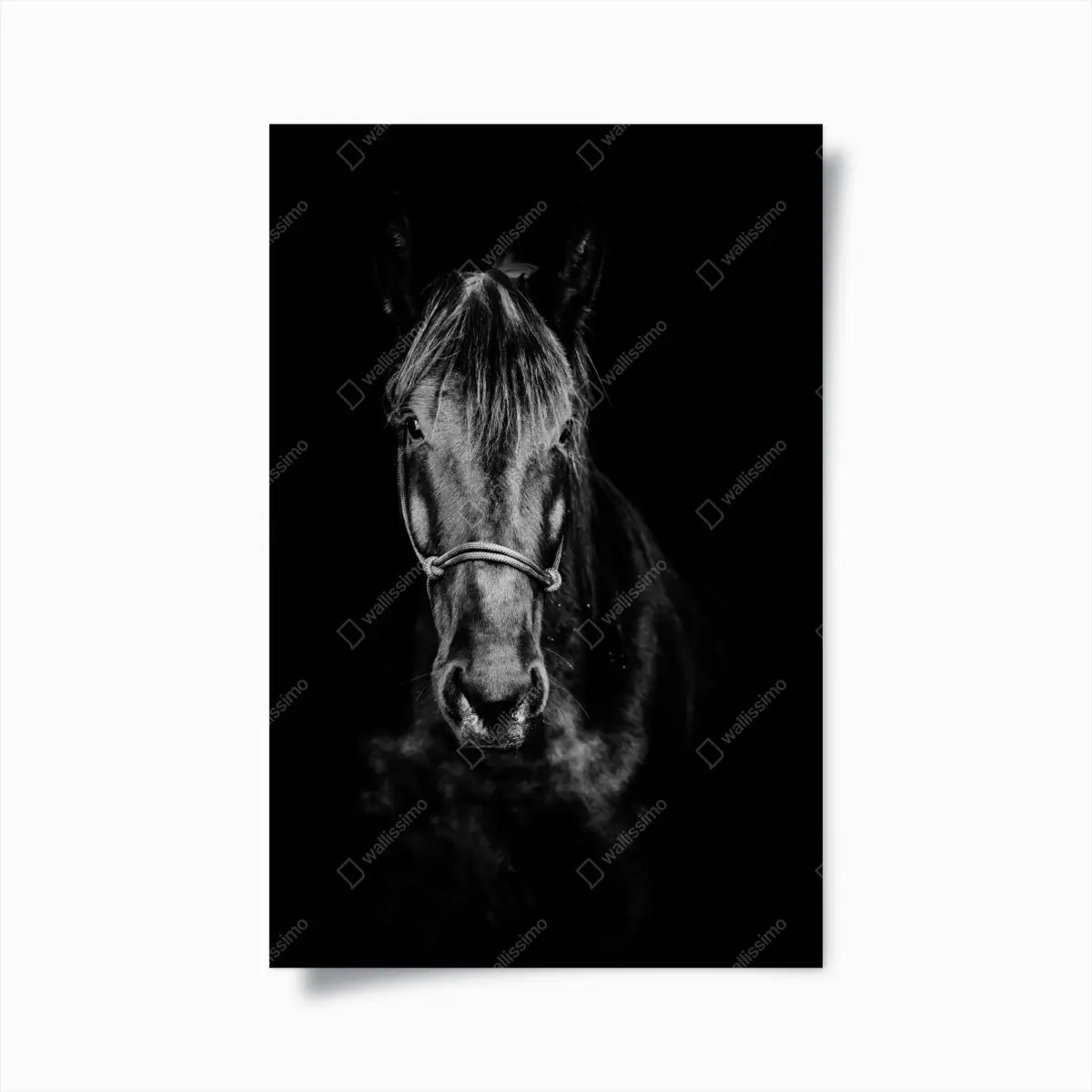 Poster dramatisches pferdeporträt in monochrom – Pixers®