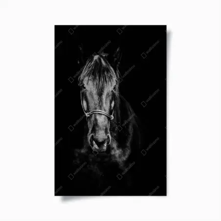 Poster dramatisches pferdeporträt in monochrom – Pixers®