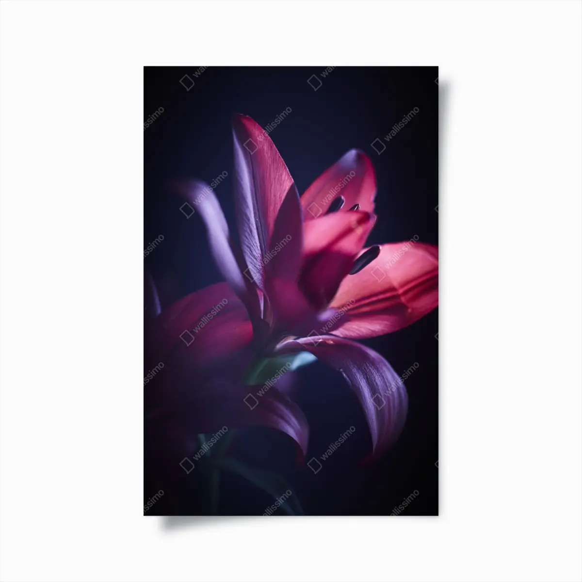 Poster rote lilie im halbdunkel – Pixers®
