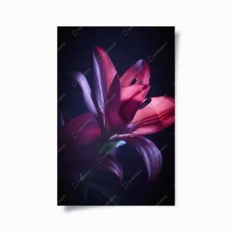 Poster rote lilie im halbdunkel – Pixers®