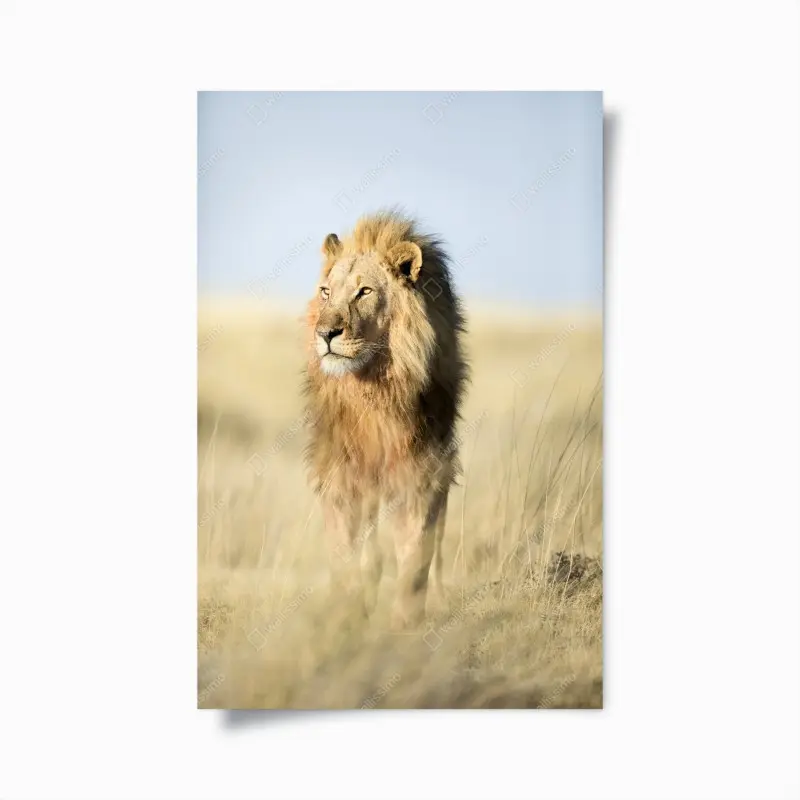 Poster majestätischer löwe in der steppe