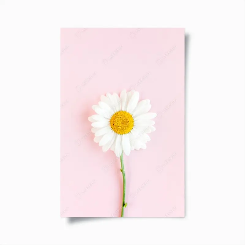 Poster weißes gänseblümchen auf pastellrosa hintergrund