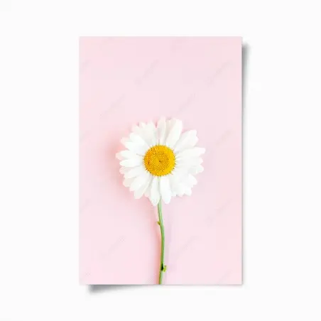 Poster weißes gänseblümchen auf pastellrosa hintergrund – Pixers®