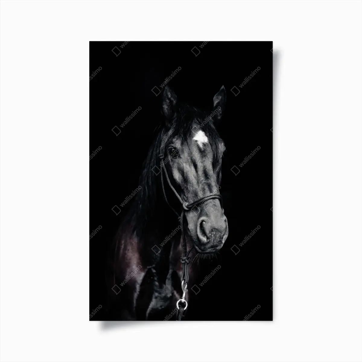Poster majestätisches pferdeporträt – Pixers®