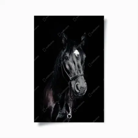 Poster majestätisches pferdeporträt – Pixers®