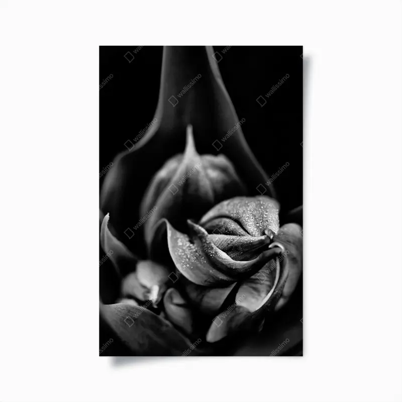 Poster monochrome nahaufnahme blüte mit tau