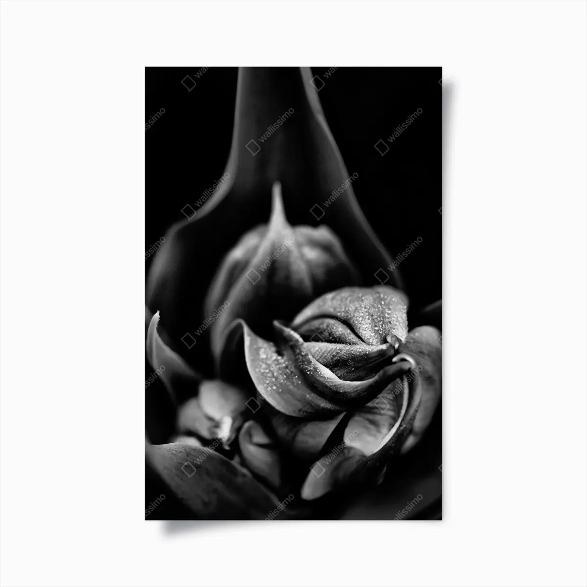Poster monochrome nahaufnahme blüte mit tau – Pixers®