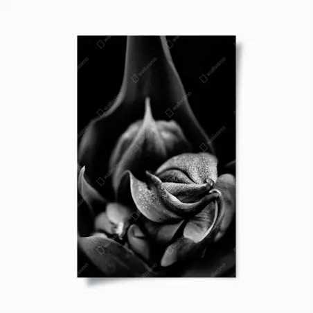 Poster monochrome nahaufnahme blüte mit tau – Pixers®