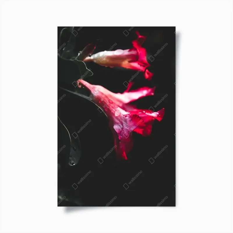Poster rosa trompetenblume mit tau