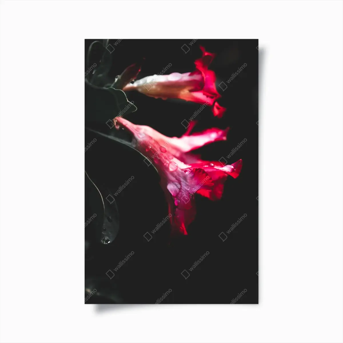 Poster rosa trompetenblume mit tau – Pixers®