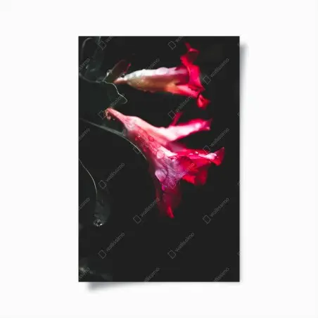 Poster rosa trompetenblume mit tau – Pixers®