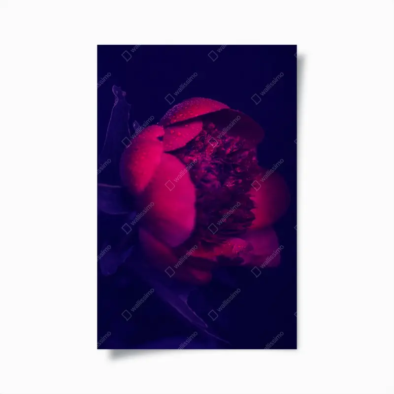 Poster stimmungsvolle rosa pfingstrose nahaufnahme