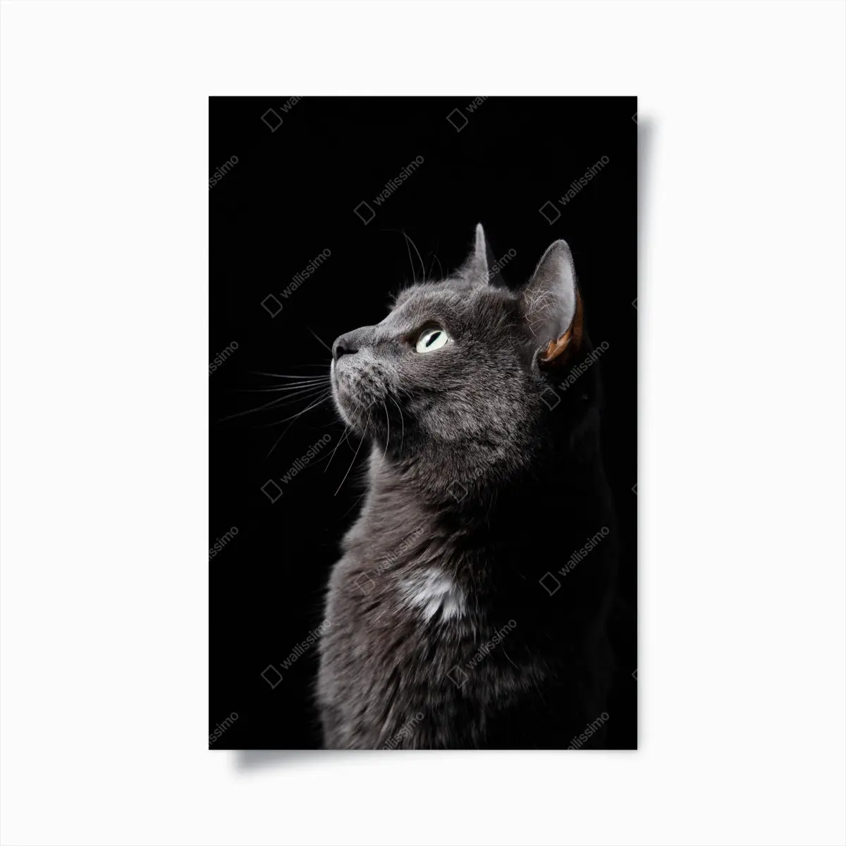 Poster elegantes porträt einer grauen katze – Pixers®