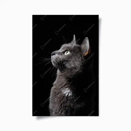 Poster elegantes porträt einer grauen katze – Pixers®