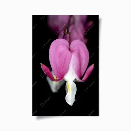 Poster zartes rosa herzblüte nahaufnahme – Pixers®