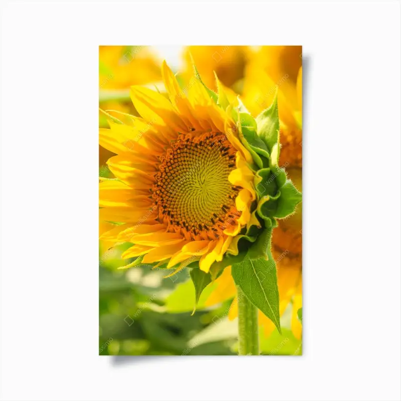 Poster sonnenblume nahaufnahme