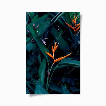 Poster leuchtende strelitzie vor tiefgrünen blättern – Pixers®