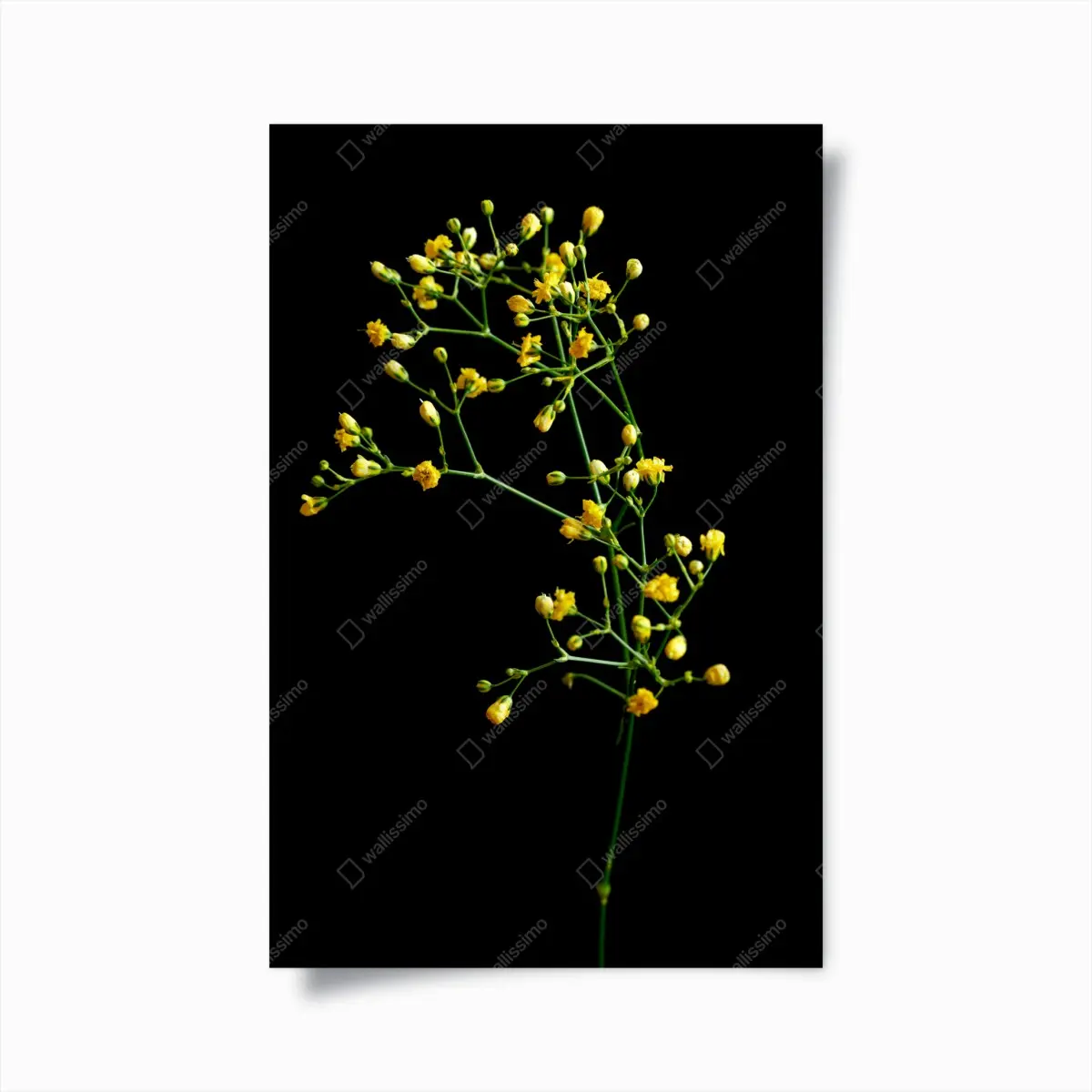 Poster zartes gelbes schleierkraut auf schwarzem hintergrund – Pixers®