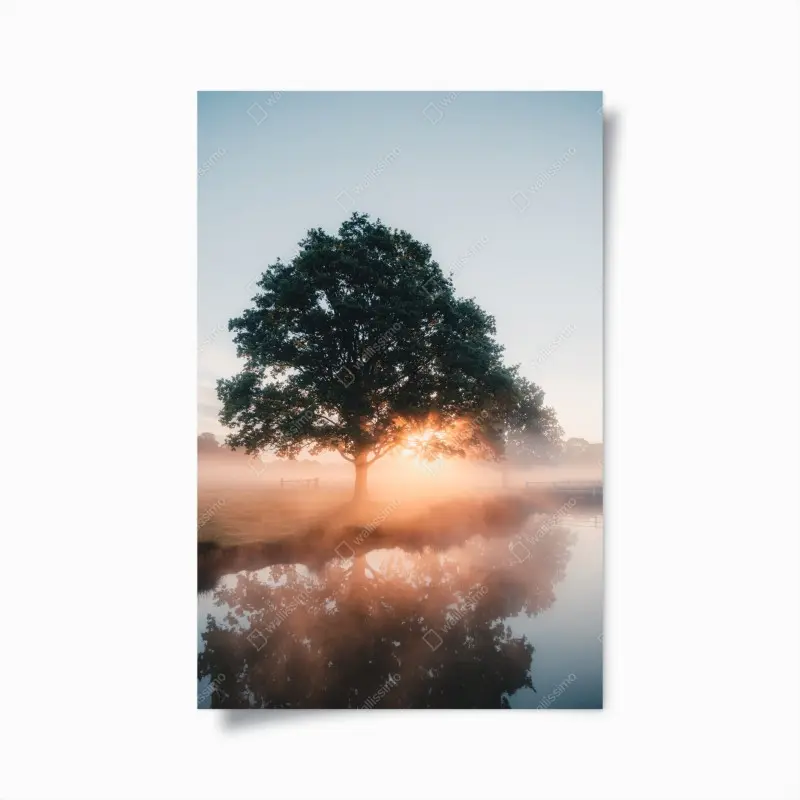 Poster nebeliger sonnenaufgang am eichenbaum
