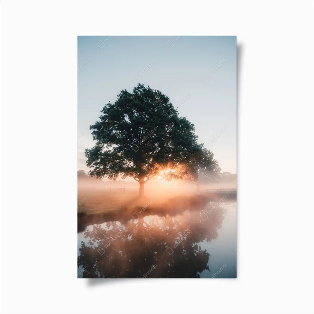 Poster nebeliger sonnenaufgang am eichenbaum – Pixers®