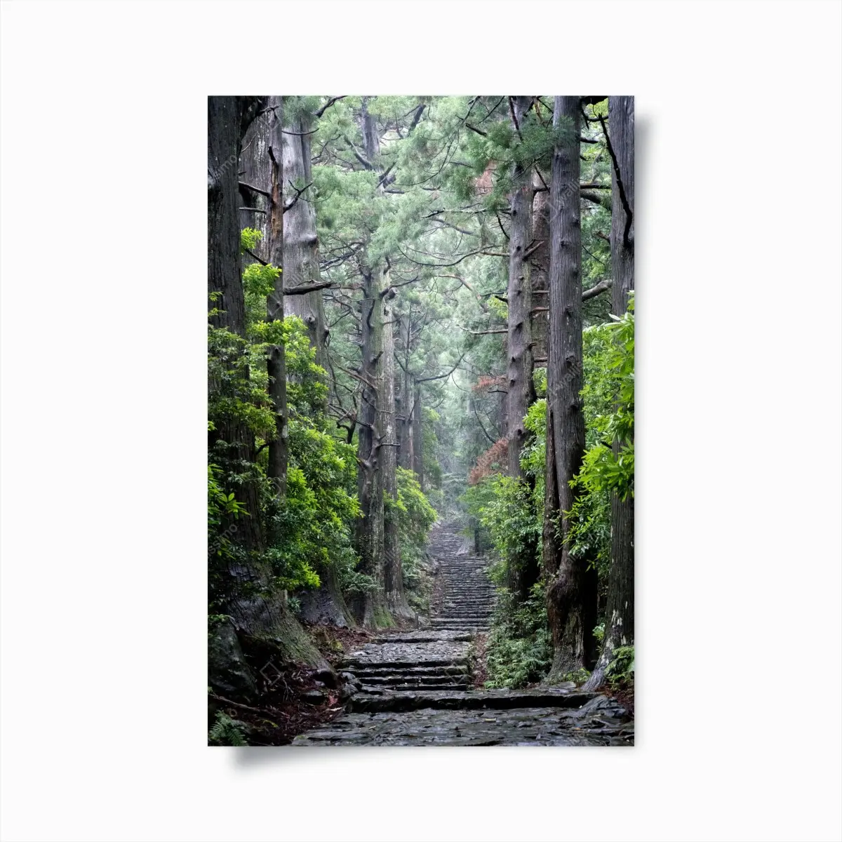 Poster mystischer waldweg zwischen alten bäumen – Pixers®