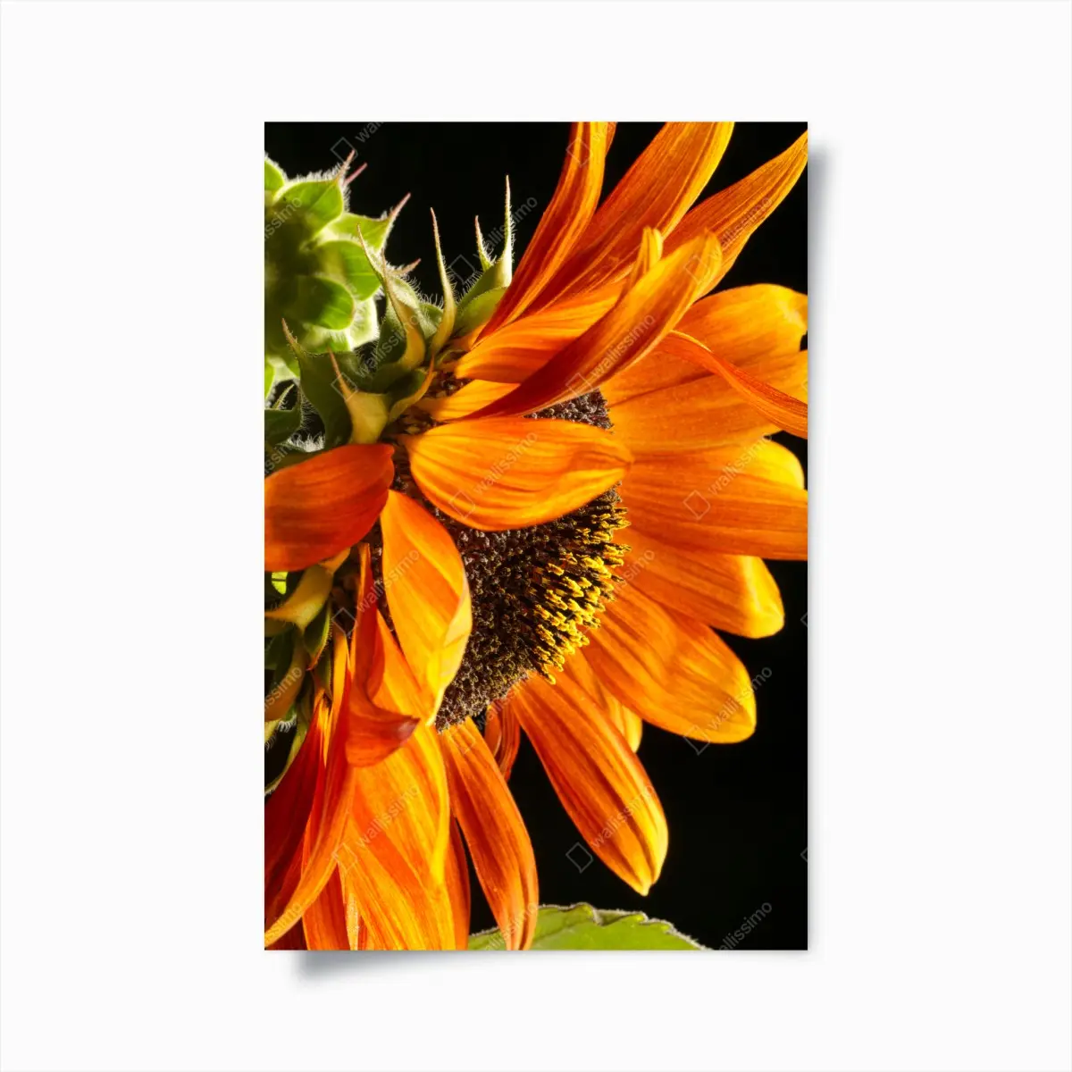 Poster leuchtende orange sonnenblume nahaufnahme – Pixers®