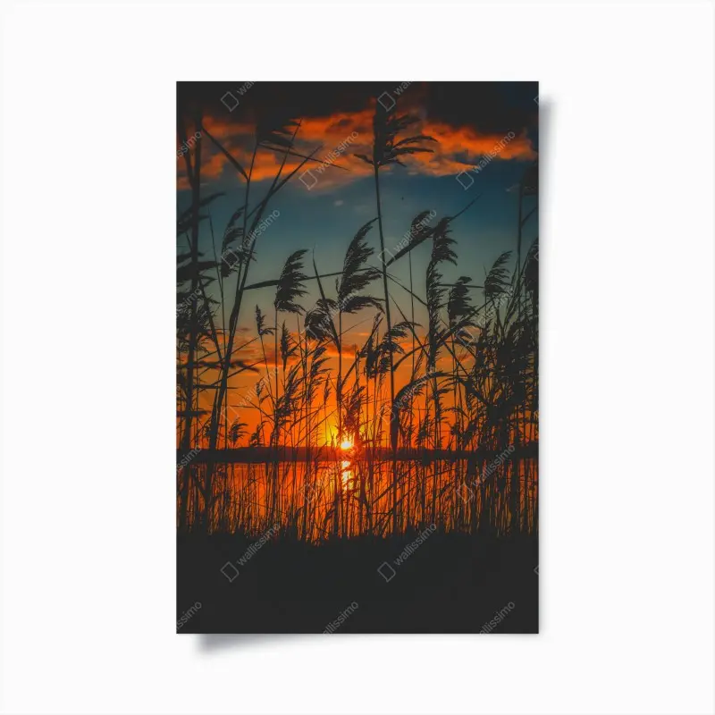 Poster sonnenuntergang am see mit schilf-silhouette