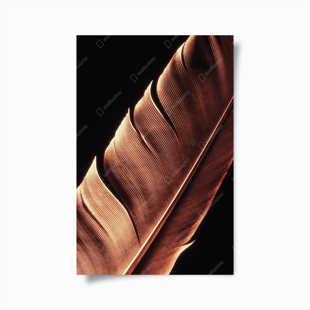 Poster goldene feder makro vor schwarzem hintergrund – Pixers®
