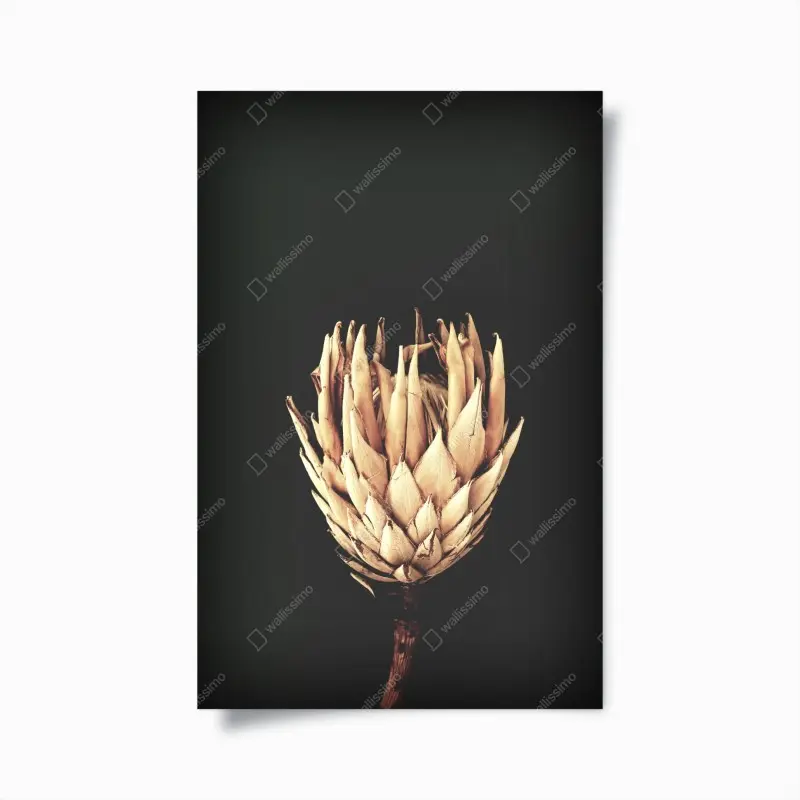 Poster getrocknete protea in sepia