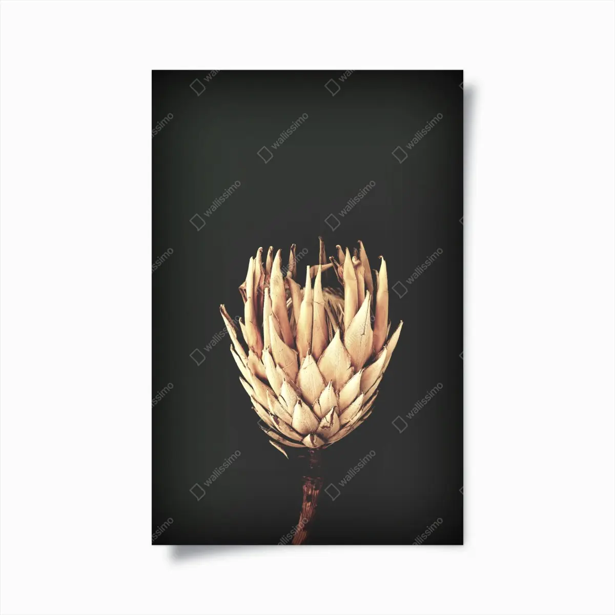 Poster getrocknete protea in sepia – Pixers®