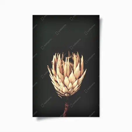 Poster getrocknete protea in sepia – Pixers®