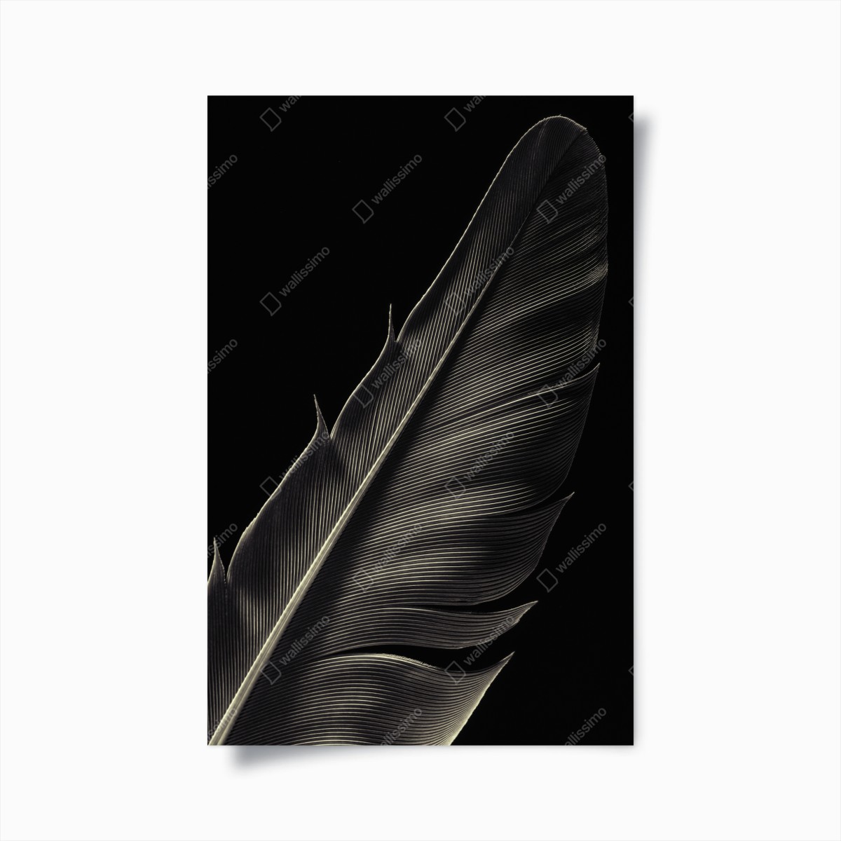 Poster zarte feder in makroaufnahme – Pixers®