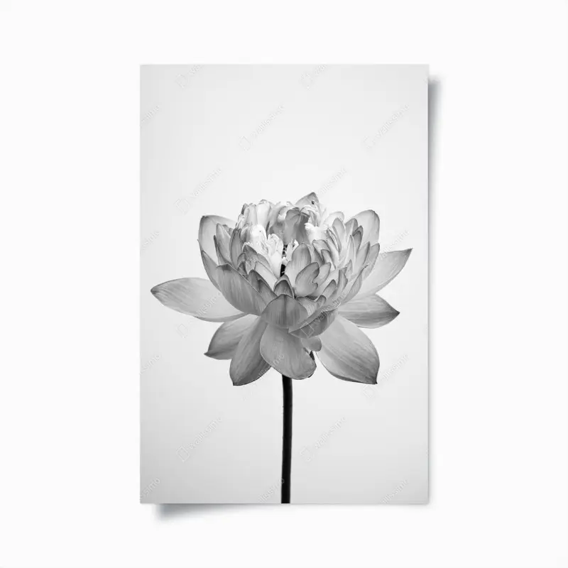 Poster ruhevoller lotus in graustufen