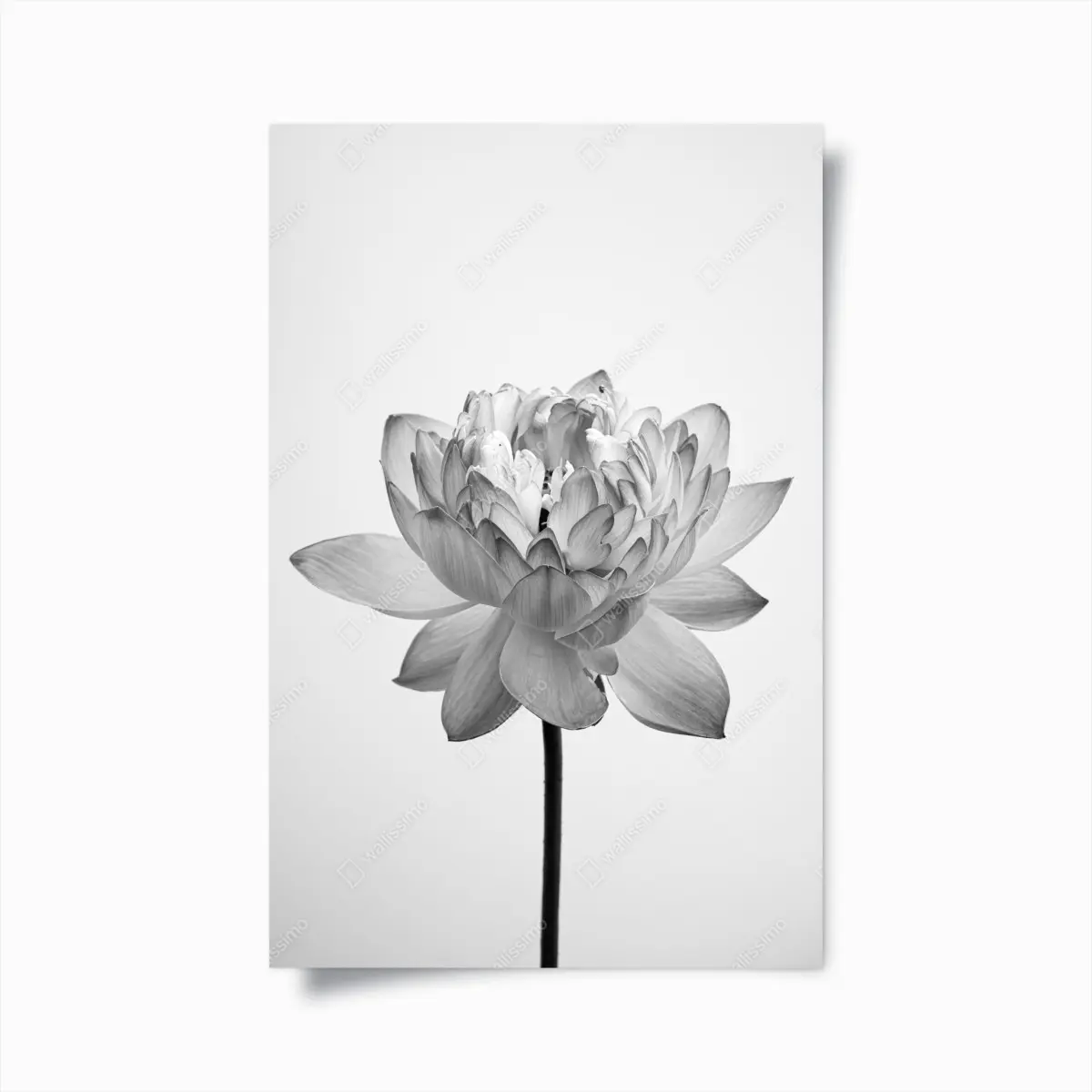Poster ruhevoller lotus in graustufen – Pixers®