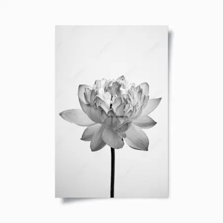 Poster ruhevoller lotus in graustufen – Pixers®