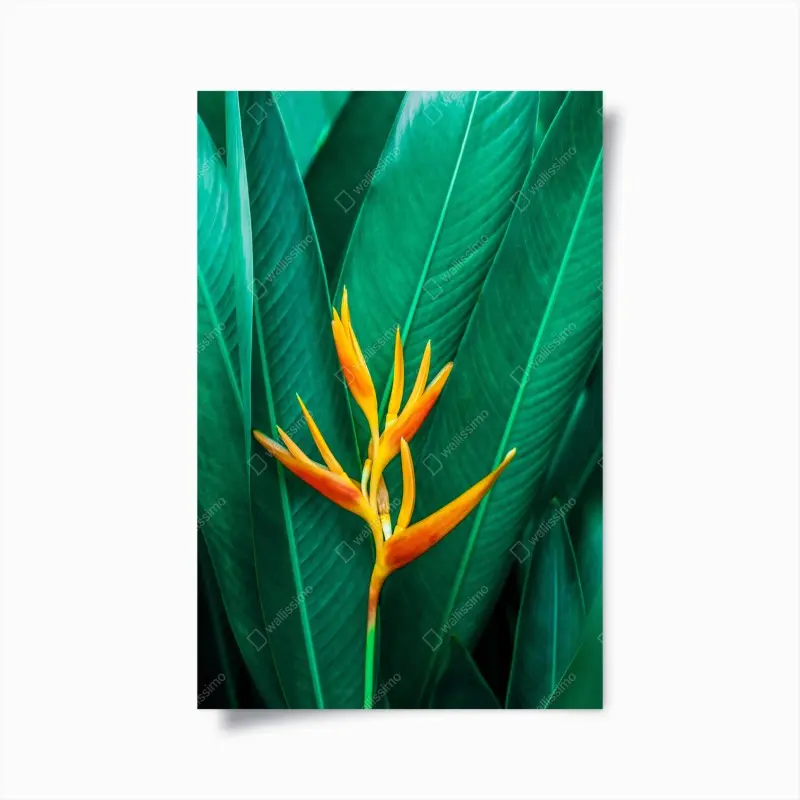 Poster leuchtende tropische paradiesvogelblume auf grünen blättern