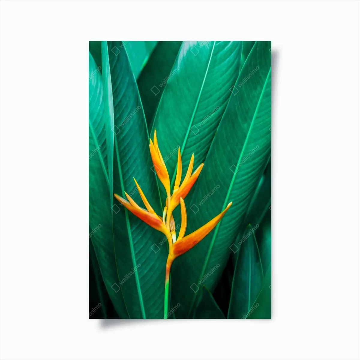 Poster leuchtende tropische paradiesvogelblume auf grünen blättern – Pixers®
