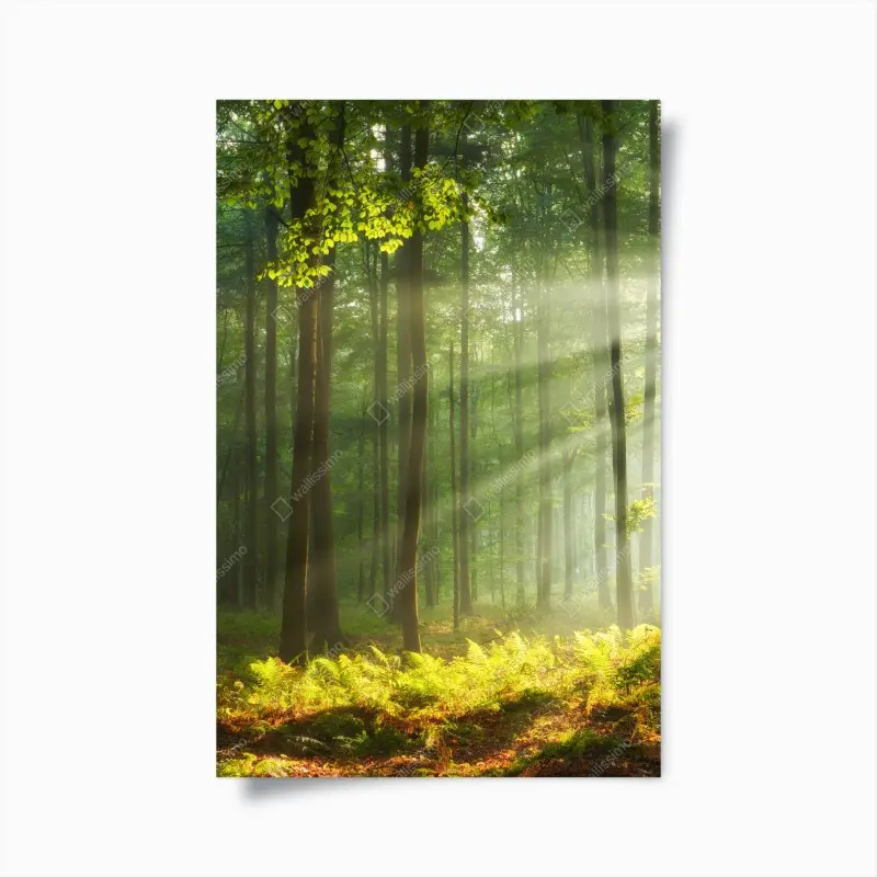 Poster sonniger morgenwald