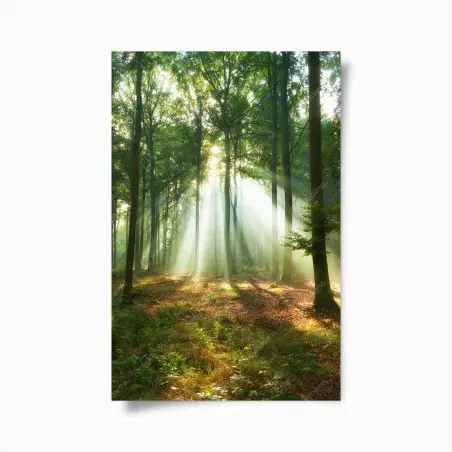 Poster morgendliches licht im wald – Pixers®