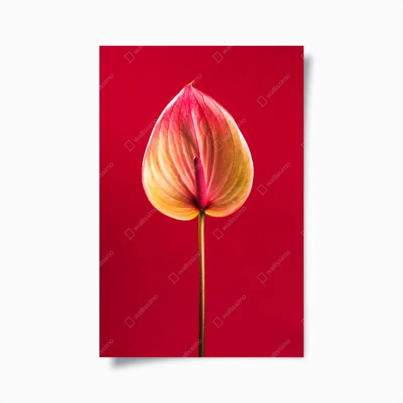 Poster elegantes anthurium vor rotem hintergrund