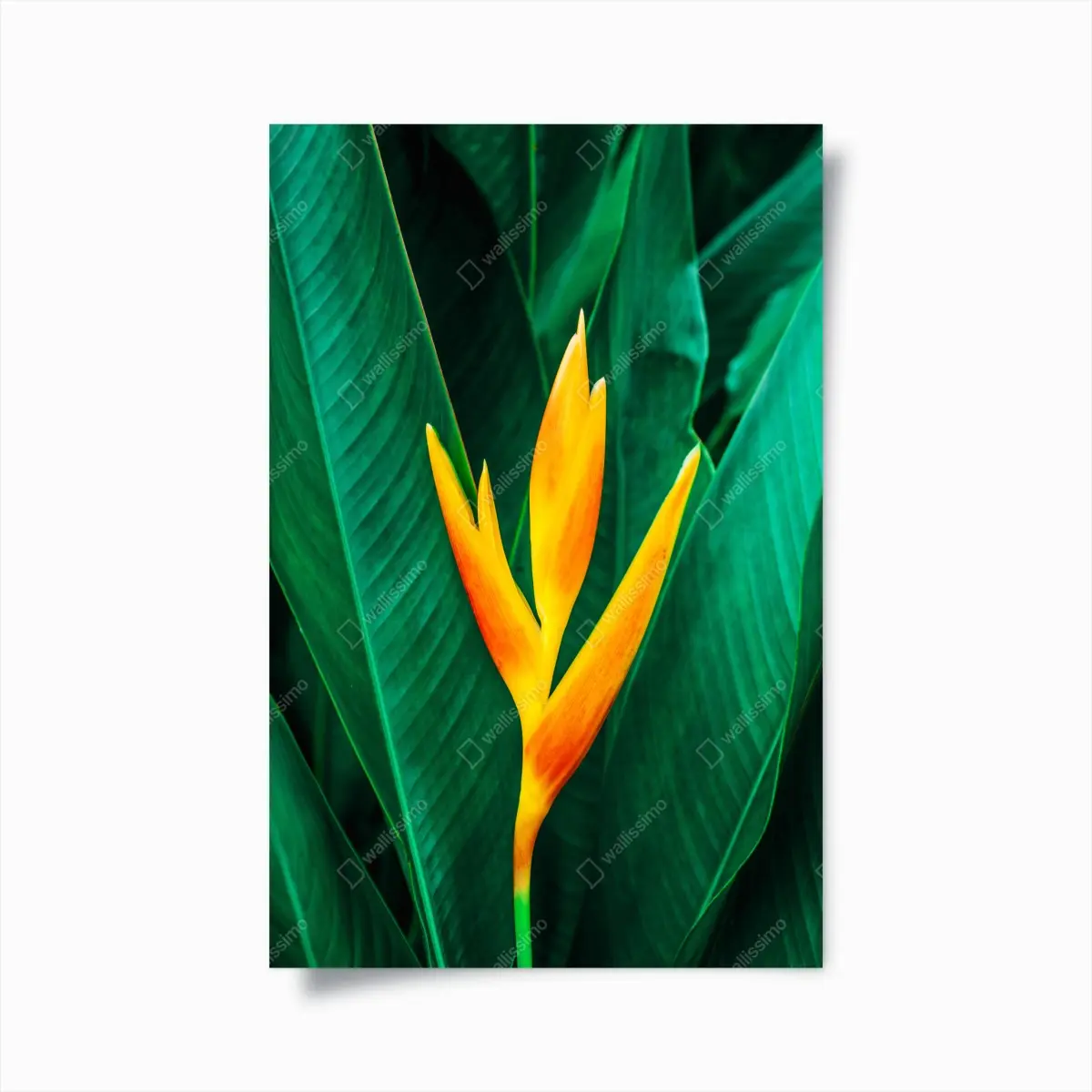 Poster leuchtende tropische heliconia vor satten grünen blättern – Pixers®