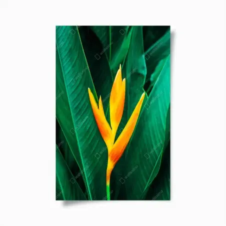 Poster leuchtende tropische heliconia vor satten grünen blättern – Pixers®