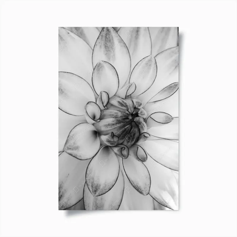Poster monochrome nahaufnahme einer dahlie