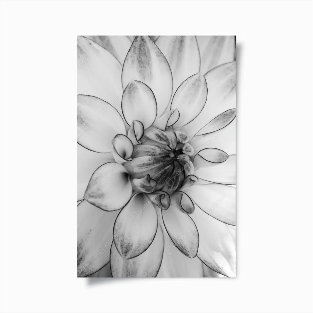 Poster monochrome nahaufnahme einer dahlie – Pixers®